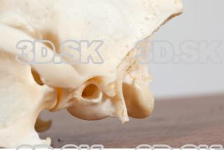 Skull photo reference 0044